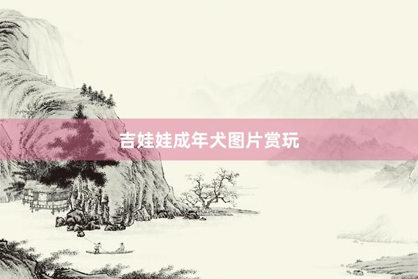 吉娃娃成年犬图片赏玩